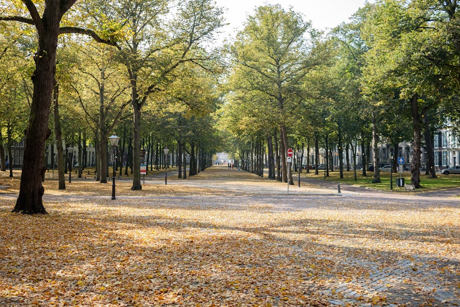 A wide, tree-lined avenue in an urban park during daytime, with mature deciduous trees on both sides displaying fresh green foliage, some leaves beginning to yellow and fall onto the cobblestone and pavement pathway in the central area. The ground is partially covered with a layer of fallen leaves, creating a textured, natural carpet. Vintage-style lampposts are evenly spaced along the pavement, emphasizing the neat, organized layout of the park. In the background, a few individuals are visible walking, giving a sense of scale and peaceful activity within the space. The environment suggests a well-maintained, accessible public park possibly used for leisure and community gatherings, with elements of urban infrastructure subtly integrated. This scene aligns with the context of maintaining a clean, tidy outdoor space, relevant to waste and rubbish removal services that support environmental care and aesthetic upkeep in city parks.
